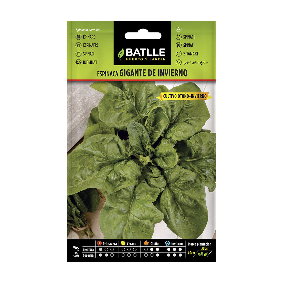 Semilla ecologica espinaca gigante de invierno