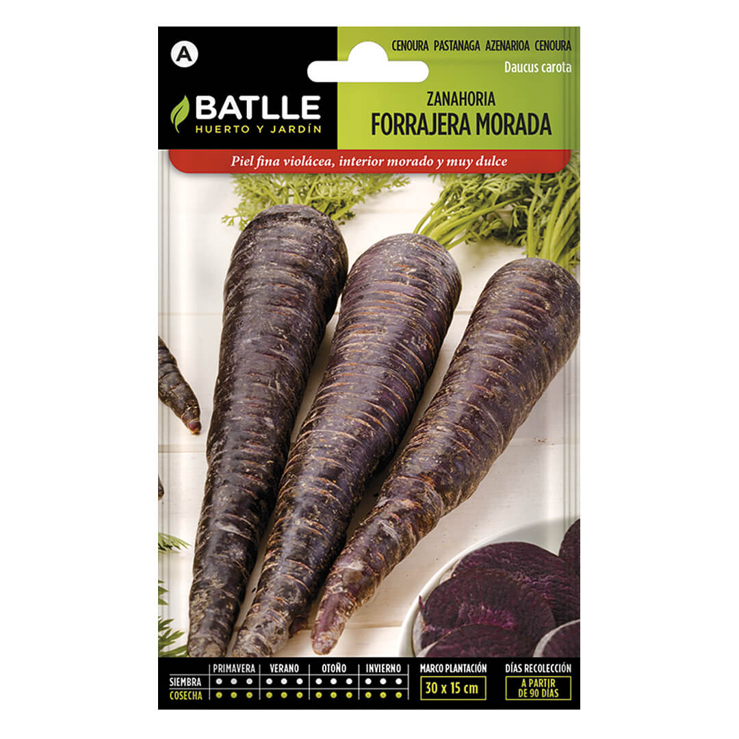ZANAHORIA FORRAJERA MORADA