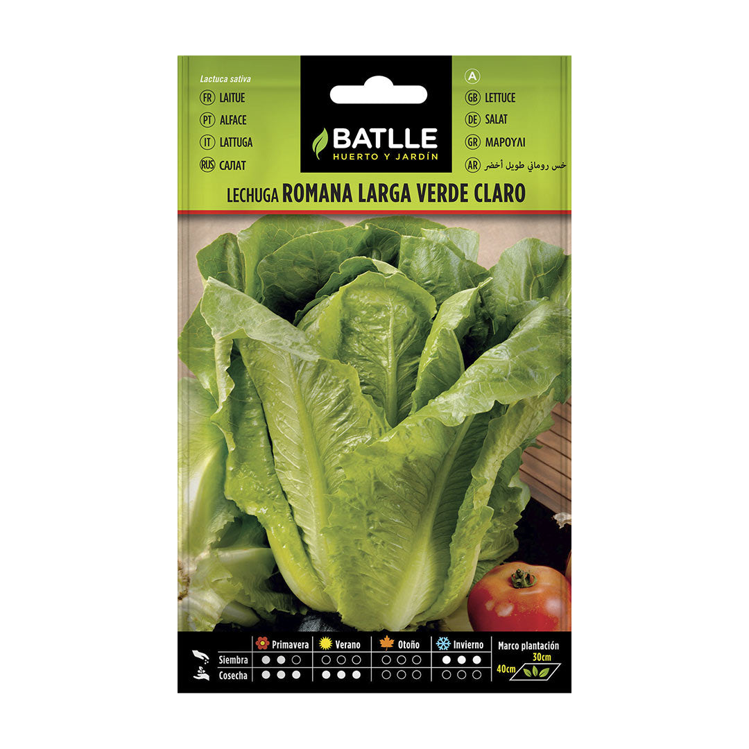 Semilla ecologica lechuga romana larga verde