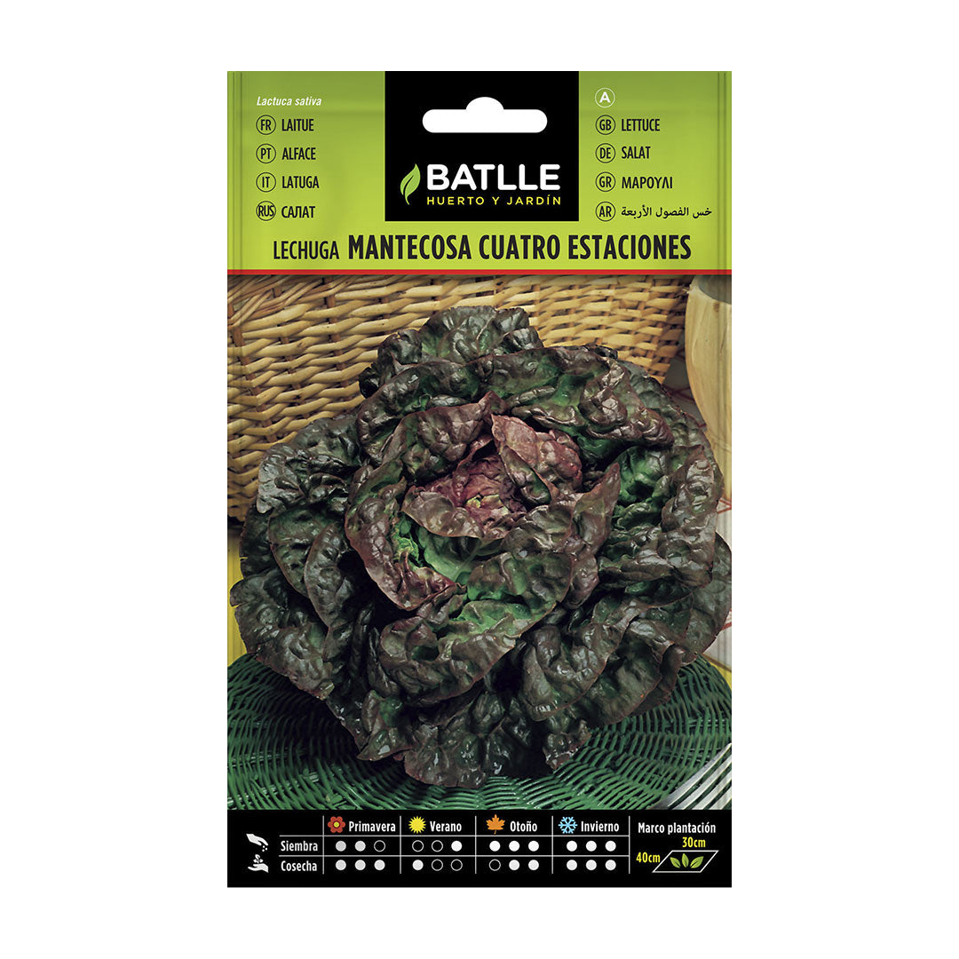 Semilla ecolgica lechuga cuatro estaciones