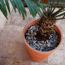 MACETERO REDONDO GERBERA  Ø32 CM