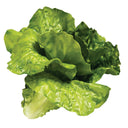 LECHUGA