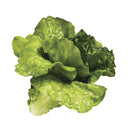 LECHUGA