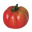 TOMATE RAF