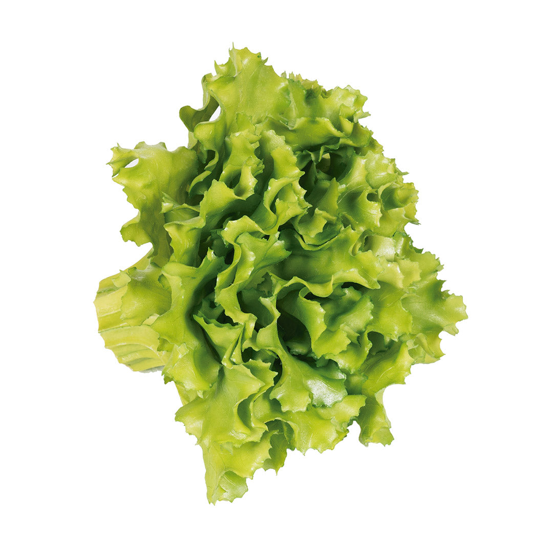 LECHUGA ROBLE