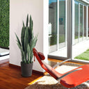 LINGUA DI TIGRE 105 CM