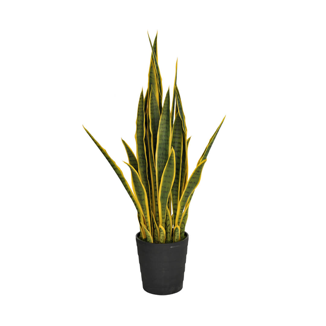 LENGUA DE TIGRE 105 CM BICOLOR