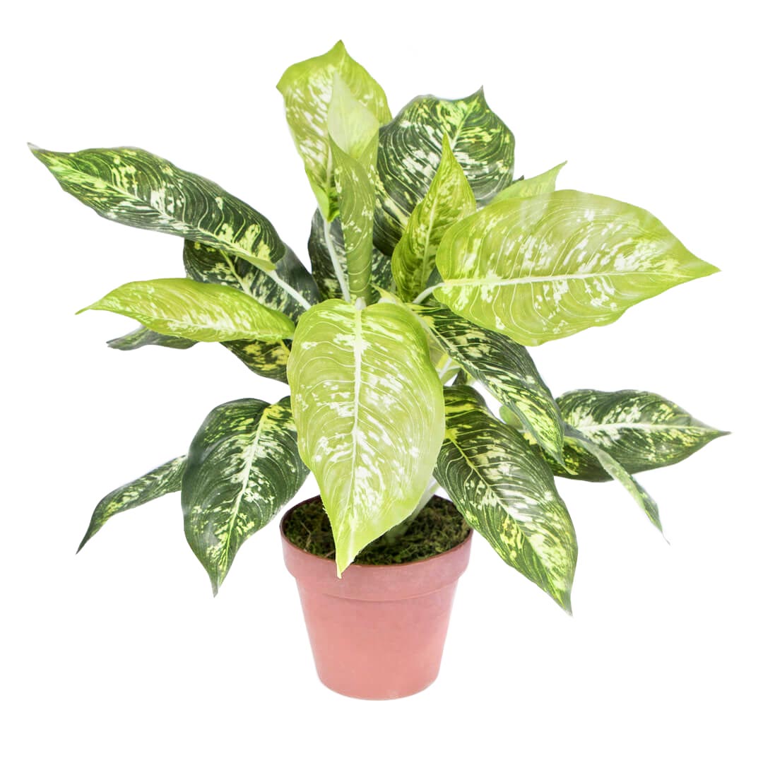 GALATEA LUISAE 49 CM