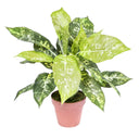 GALATEA LUISAE 49 CM