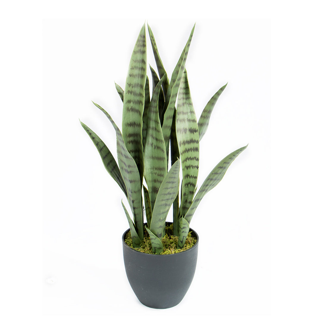 SANSEVIERIA 70 CM
