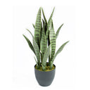 SANSEVIERIA 70 CM