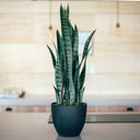 SANSEVIERIA 70 CM