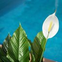 VELA DEL VIENTO 105 CM