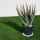 CACTUS ARTIFICIAL ALOE 81 CM
