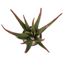 CACTUS ARTIFICIAL ALOE 81 CM