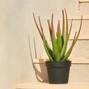 CACTUS ARTIFICIAL ALOE 81 CM