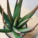 CACTUS ARTIFICIAL ALOE 81 CM