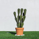 CACTUS ARTIFICIAL EUPHORBIA SUZANNAE 90 CM