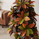Croton 140 cm norte