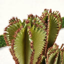 CACTUS ARTIFICIAL EUPHORBIA SUZANNAE 57,5 CM