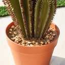 CACTUS ARTIFICIAL EUPHORBIA SUZANNAE 57,5 CM