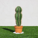 CACTUS ARTIFICIAL STETSONIA CORYNE 64 CM