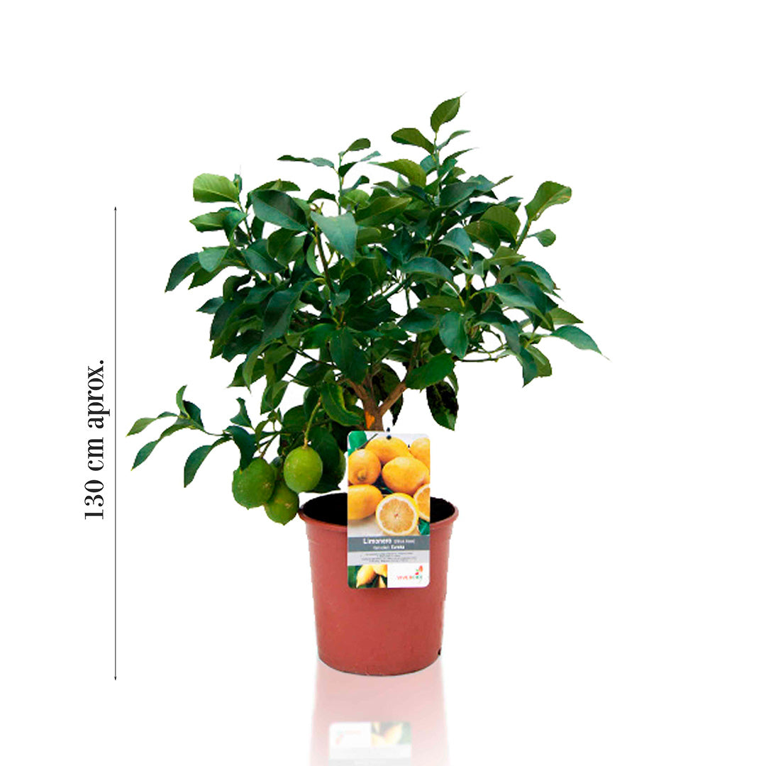 LIMONEROS PACK 2 Ø17CM