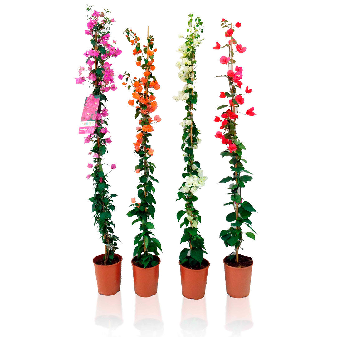 4 PLANTAS TREPADORAS