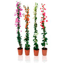 4 PLANTAS TREPADORAS