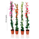 4 PLANTAS TREPADORAS