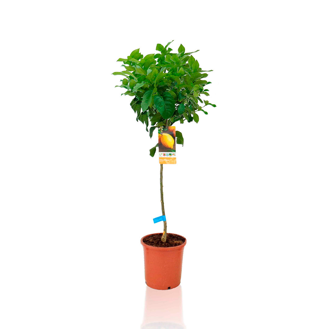 LEMON TREE - CITRUS LIMON 80/100 CM TALL – Decoandlemon