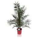 PLANTA PHOENIX Ø25CM