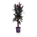 FICUS ELASTICA MELANIE Ø21CM