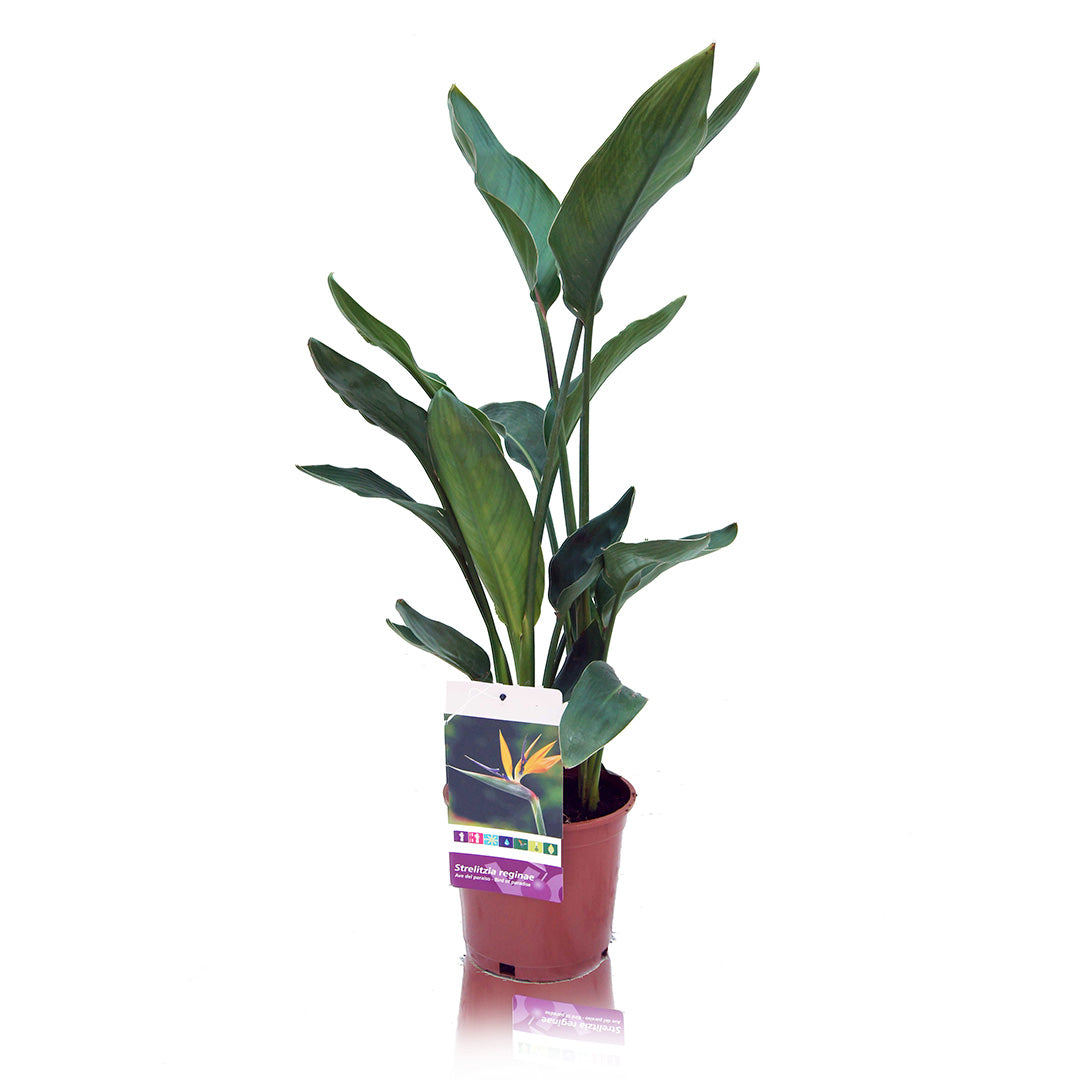 PLANTA STRELITZIA REGINAE Ø20CM