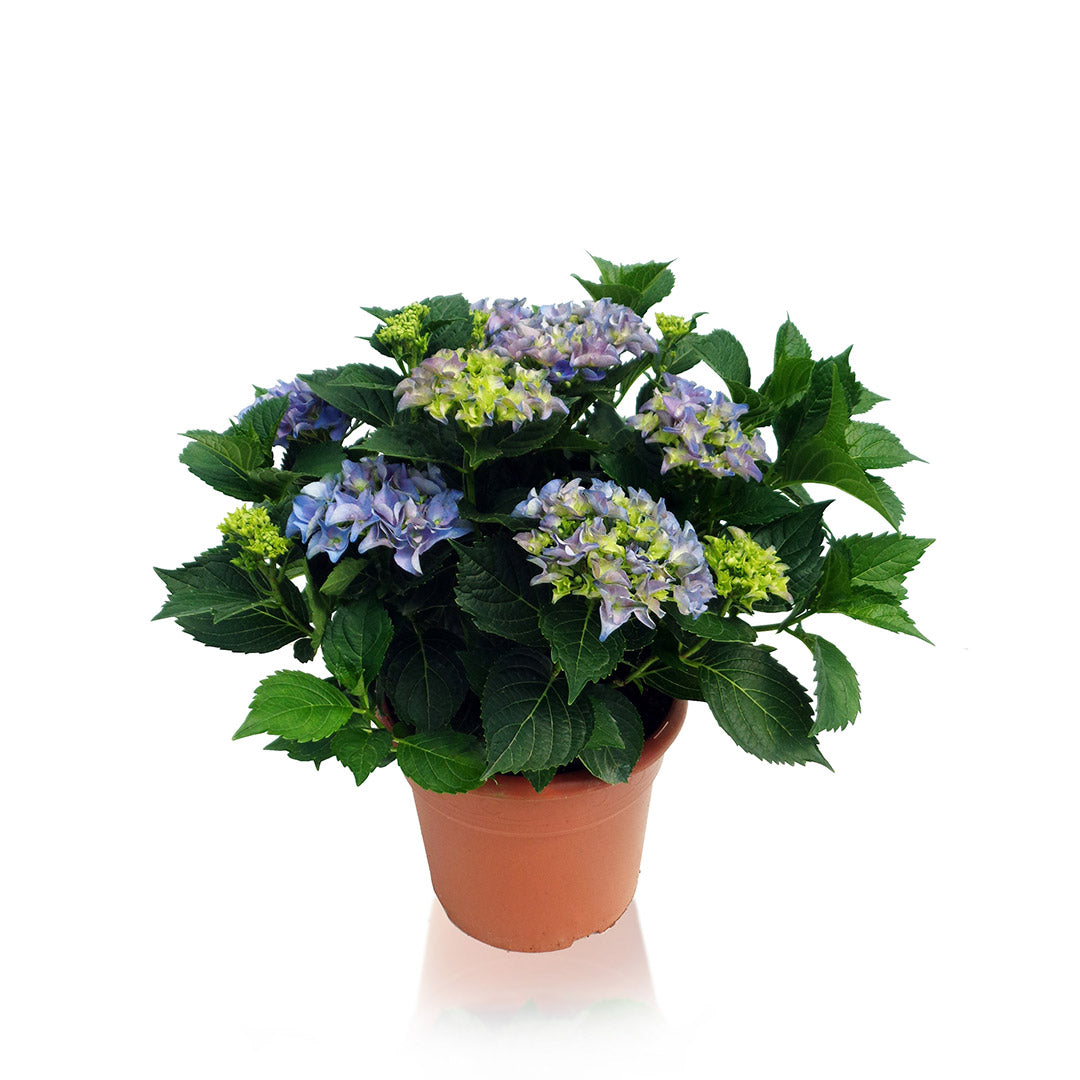 PLANTA HORTENSIA Ø25CM (Default)