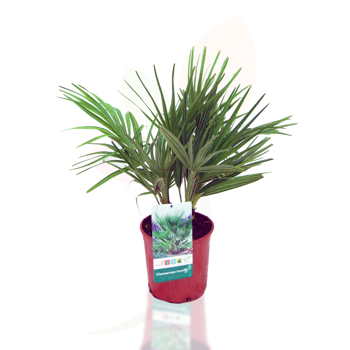PALMITO - CHAMAEROPS HUMILIS 40/60 CM ALTO