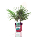 PALMITO - CHAMAEROPS HUMILIS 40/60 CM ALTO