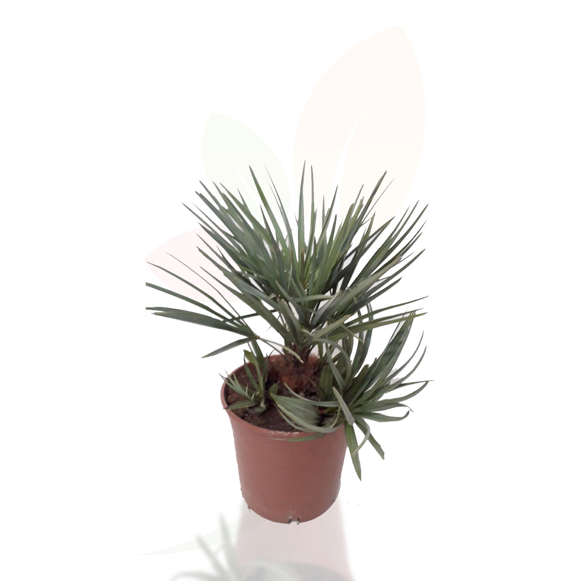 PALMITO - CHAMAEROPS HUMILIS CERIFERA 30/40 CM ALTO