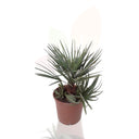 PALMITO - CHAMAEROPS HUMILIS CERIFERA 30/40 CM ALTO