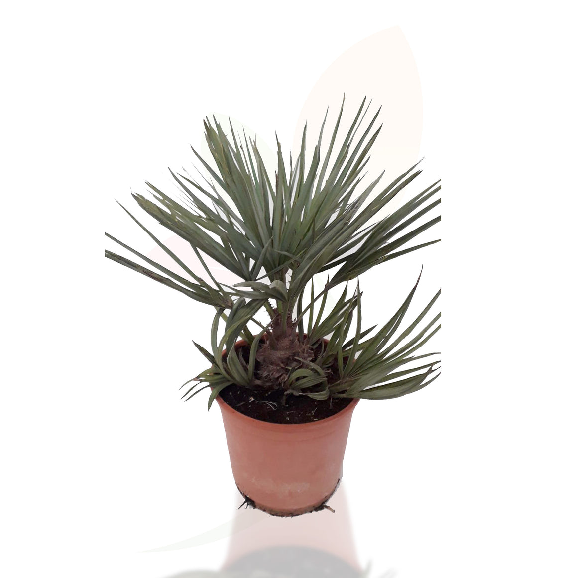 PALMITO - CHAMAEROPS HUMILIS CERIFERA 40/60 CM ALTO