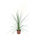 ARBOL COL DE LA MONTAÑA - CODYLINE INDIVISA 50/60 CM ALTO