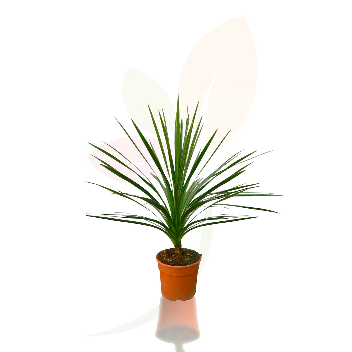 ARBOL COL DE LA MONTAÑA - CODYLINE INDIVISA 60/80 CM ALTO