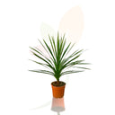 ARBOL COL DE LA MONTAÑA - CODYLINE INDIVISA 60/80 CM ALTO