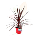 DRACENA ROJA - CODYLINE RED STAR 60/80 CM ALTO 