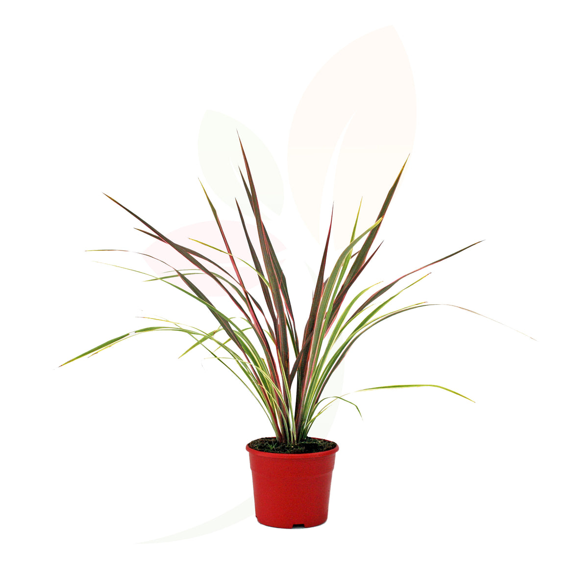 DRACENA - CORDYLINE CAN CAN 40/50 CM ALTO