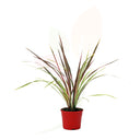 DRACENA - CORDYLINE CAN CAN 40/50 CM ALTO