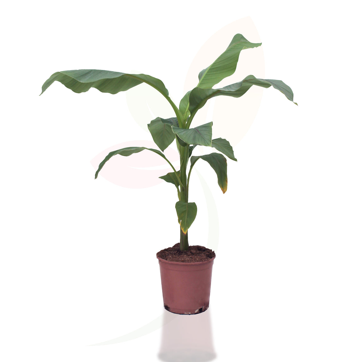 BANANERA JAPONESA - MUSA BASJOO 60/80 CM ALTO