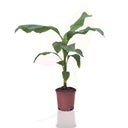 BANANERA JAPONESA - MUSA BASJOO 60/80 CM ALTO