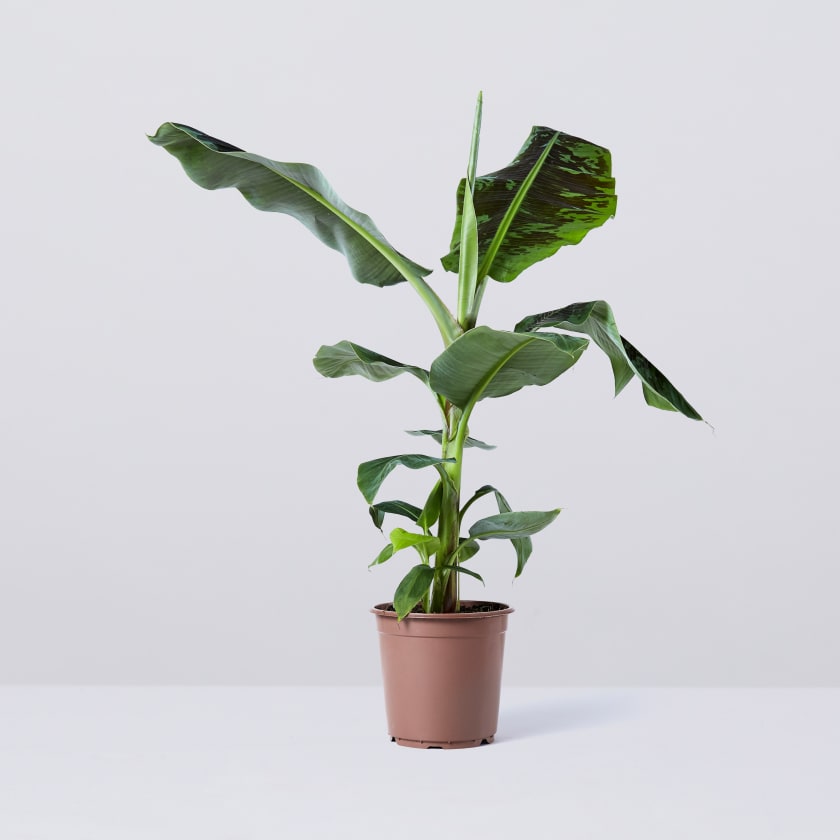 BANANERA - MUSA DWARF CAVENDISH 80/90 CM ALTO