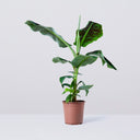 BANANERA - MUSA DWARF CAVENDISH 80/90 CM ALTO